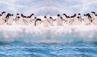 آواز خواندن پنگوئن ها در زیر آب به هنگام شکار