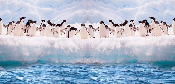 آواز خواندن پنگوئن ها در زیر آب به هنگام شکار