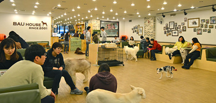 خانه بائو با میزبانی سگ هایی از نژاد های مختلف