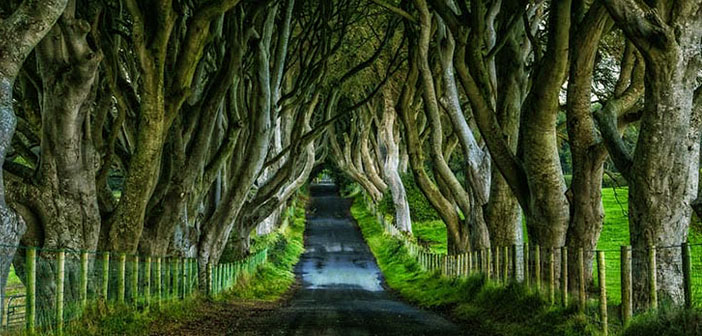 زیباترین منطقه جهان دارک هدج، ایرلند شمالی