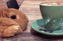 جالب ترین کافه های حیوانات در جهان