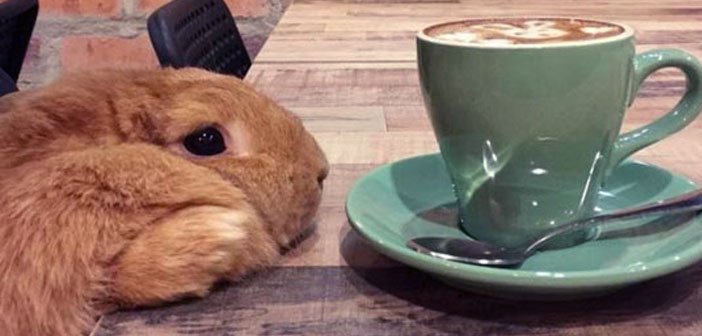 جالب ترین کافه های حیوانات در جهان
