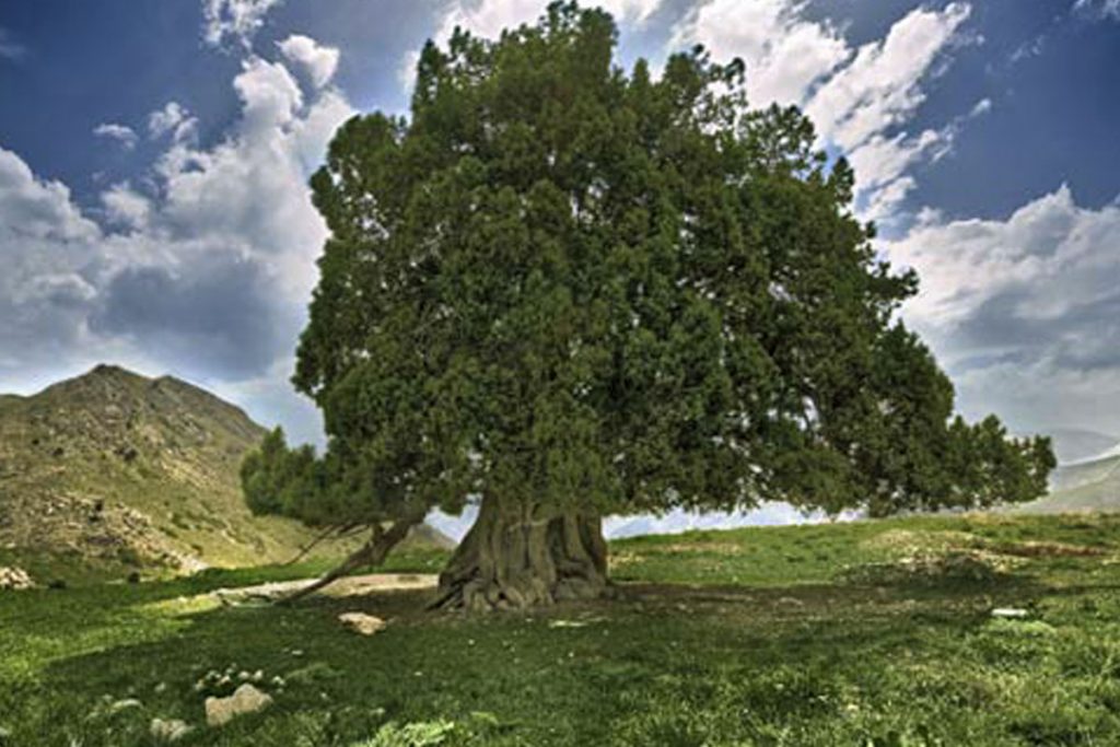 ویژگی درخت اورس 2800 ساله ایرانی