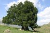 قدیمی ترین درخت ارس ایران با 2800 سال سن