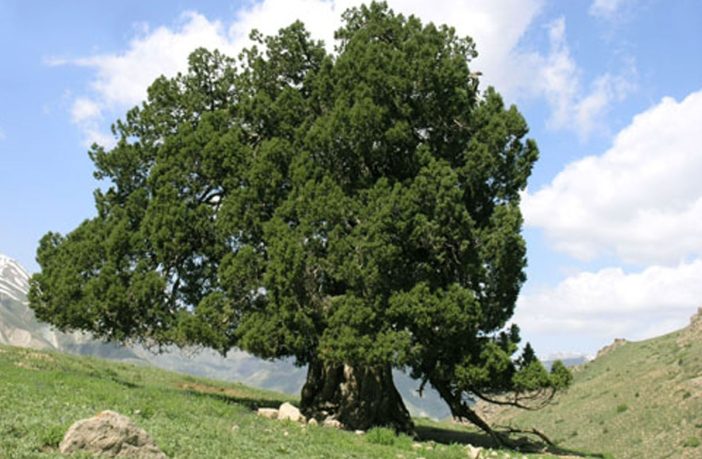 قدیمی ترین درخت ارس ایران با 2800 سال سن